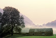 farm