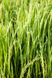 Rice and rice fields. Rice and rice fields.