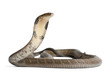 king cobra - Ophiophagus hannah, poisonous