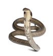 king cobra - Ophiophagus hannah, poisonous