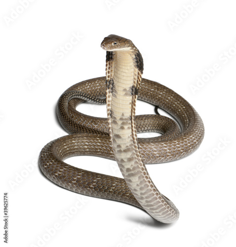 Photo: king cobra - Ophiophagus hannah, poisonous king cobra - Ophiophagus hannah, poisonous