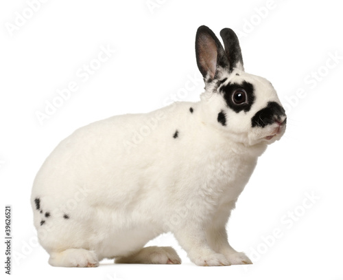 Photo: Dalmatian rabbit, Oryctolagus cuniculus, 4 months old Dalmatian rabbit, Oryctolagus cuniculus, 4 months old