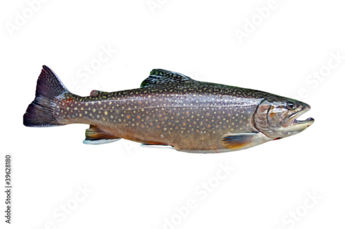 Photo: Common trout Common trout