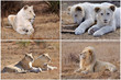 Foto: famille de lions blancs famille de lions blancs
