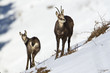 Chamois