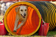 Agility Hund kommt aus Tunnel / Röhre