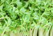 Photo: Garden Cress Sprouts Garden Cress Sprouts