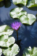Close up of purple lily and lily pads