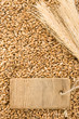wheat grain and spike ear wheat grain and spike ear