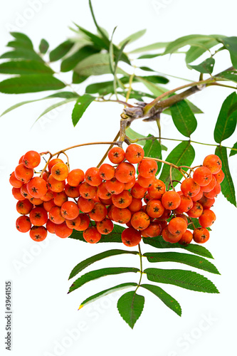 Photo: Rowan berries and leaves on white background Rowan berries and leaves on white background