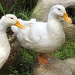 Photo: close up shot of two white duck close up shot of two white duck