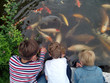 3 Jungs beim Fische füttern