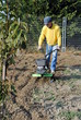 Middle age man with a rototiller in the garden
