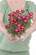 Frau hält Frühlingsblumen ( bellis perennis ) in den Händen