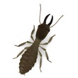 Illustration: 3d render of termite soldier 3d render of termite soldier