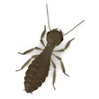 Illustration: 3d render of termite workers 3d render of termite workers