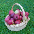Äpfel - Malus
