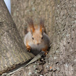 curious squirrel