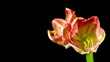 Flower opening