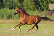 chestnut horse free