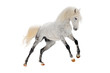 white horse isolated