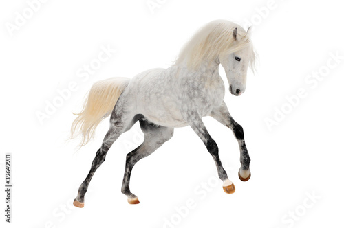 Photo: white horse isolated white horse isolated
