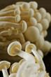 Pilz