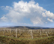 vineyards