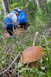 Edible Boletus edulis mushroom close-up Edible Boletus edulis mushroom close-up