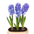 Blue hyacinthes