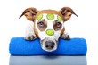 dog with a beauty mask