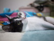 Lying kitten