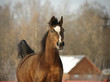 arab horse