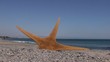 Video: Estrella de mar en la playa Estrella de mar en la playa