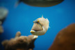 red sea fish