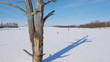 Time lapse clip of shadow of tree on winter swamp
