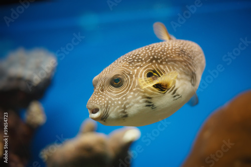 Photo: red sea fish red sea fish