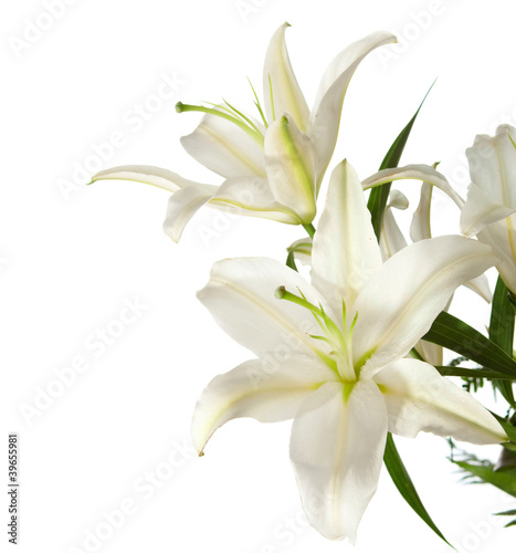 Photo: a fragment of white lilies ' bunch on a white background a fragment of white lilies ' bunch on a white background