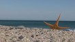 Video: Estrella de mar en la playa Estrella de mar en la playa