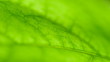 Video: Green leave structure Green leave structure