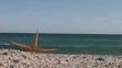Video: Estrella de mar en la playa Estrella de mar en la playa
