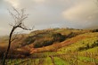Tuscan Hills