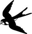 Flying swallow
