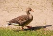 A greyleg goose on a beach