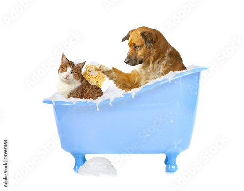 Photo: Katzenwäsche, Hund und Katze in der Badewanne Katzenwäsche, Hund und Katze in der Badewanne