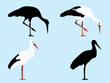 Stork