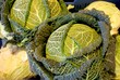 Foto: Wirsing Kohl Wirsing Kohl