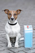 dog with a luggage