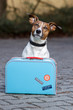 dog with luggage