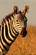 head and neck of zebra looking at camera